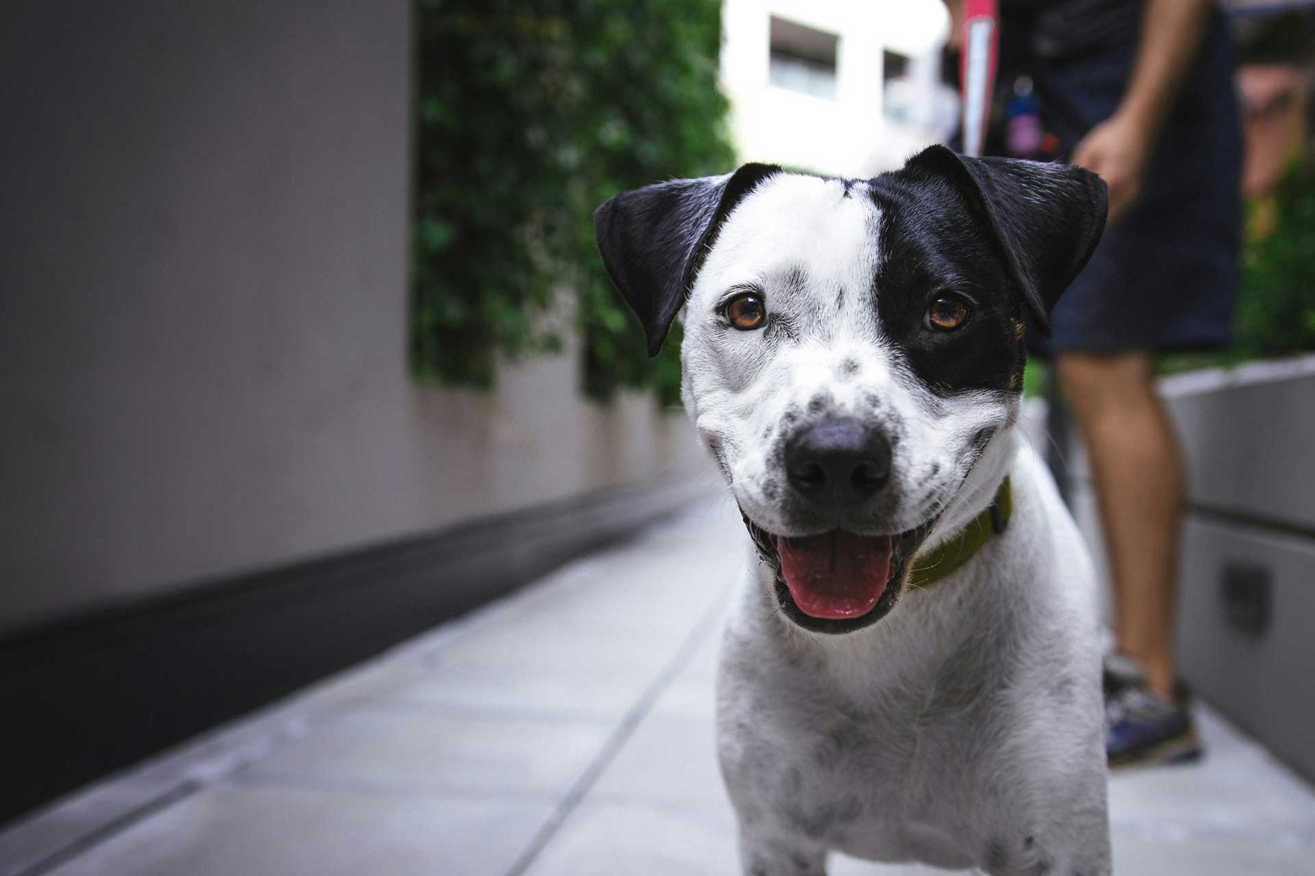 Pros and Cons of Allowing Pets in Your St. Louis Rental Property Management St. Louis